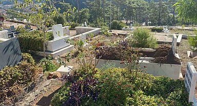 Marmaris'te yaban domuzlarının yeni adresi mezarlıklar