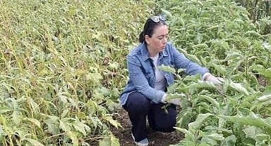 Menteşe'de zararlı kontrolleri yoğunlaştı