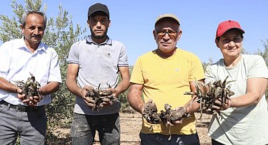 Mersin Büyükşehir'den üreticiye ilk enginar yumrusu desteği