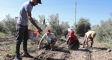 Mersin'de üreticiye ilk kez enginar yumrusu desteği verildi