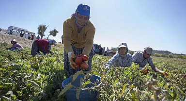 Mersin'de yüzde 70 hibeli domates fidesi desteği