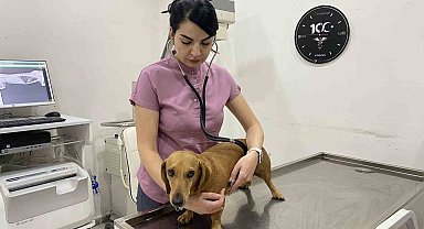 Mevsim geçişlerinde evcil hayvanların sağlığı için dikkat edilmesi gerekenler