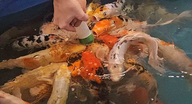 Minikler hem eğlendi hem de biberonla balık besledi