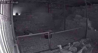 Mudanya'da ahır ve samanlık yangınında 170 hayvan küle döndü, o anlar kamerada