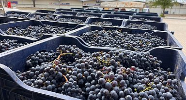 Muğla Büyükşehir'den bağcılığa modern dokunuş