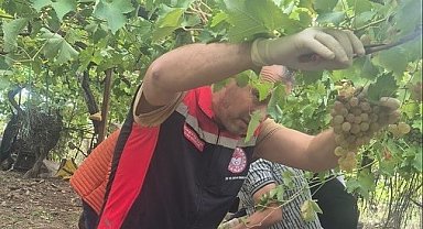 Muğla'da hasat öncesi denetimlerde yasaklı maddeye geçit yok