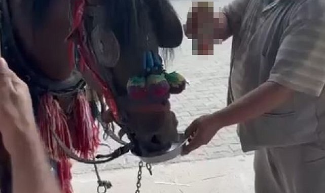 Muğla'da "Bu kadarı olmaz" dedirten görüntüler: Fayton çeken ata alkol içirdiler