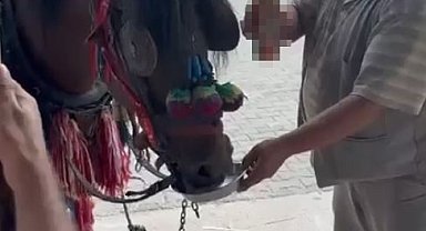 Muğla'da "Bu kadarı olmaz" dedirten görüntüler: Fayton çeken ata alkol içirdiler