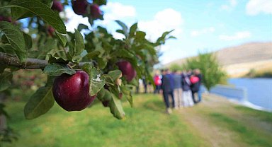 Muş'ta elma hasadından 100 milyon liralık gelir bekleniyor