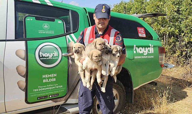 Muş'ta ormana terk edilen yavru köpekler kurtarıldı