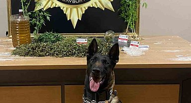 Narkotik köpeği Pablo'nun hassas burnu esrarı ve keneviri yakalattı