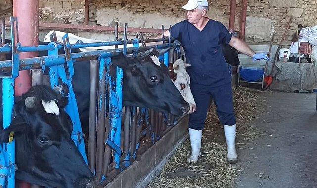 Nazilli'de şap aşılama çalışmaları tamamlandı