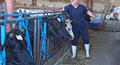 Nazilli'de şap aşılama çalışmaları tamamlandı