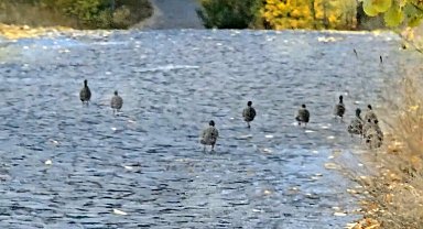 Nemrut Kalderası'nda çil keklik sürüsü görüntülendi