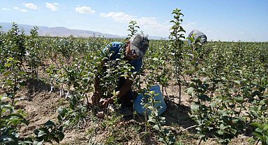 Niğde, elma fidanı üretiminde Türkiye'nin öncüleri arasında