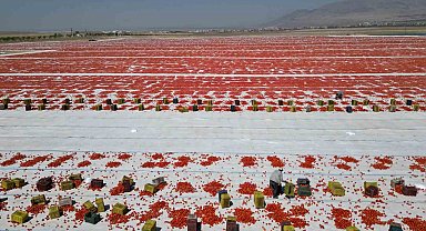 Niğde'de güneşte kuruyan domatesler dünya sofralarında
