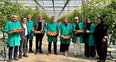 Niğde'de jeotermal enerjiyle ısıtılan seralarda domates hasadı