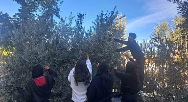 Öğrenciler zeytin hasadıyla üretim bilincini öğreniyor