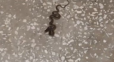 Okul koridorunda yılan paniği