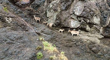 Oltu'da yaban keçilerinin görsel şöleni