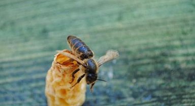 OMÜ'lü akademisyenlerden arıcılığa yenilikçi katkı: Ana Arı Üretim Aparatı