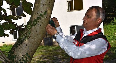 Ordu İl Tarım ve Orman Müdürü Ay: "Kahverengi kokarca ile mücadele aralıksız devam ediyor"