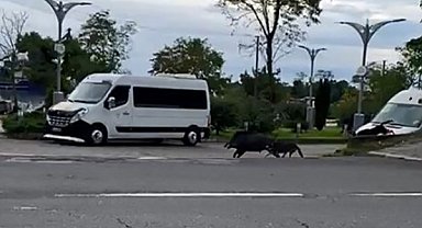 Ordu'da domuz sahil yoluna indi