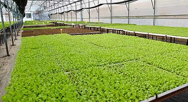 Ordu'da 400 bin kışlık fide dağıtıma hazır