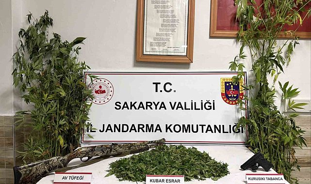 Ormanlık araziden kenevir hasat ederken suçüstü yakalanan şahıs tutuklandı