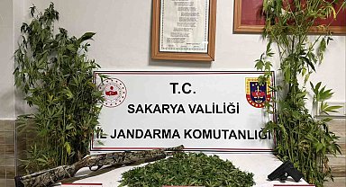 Ormanlık araziden kenevir hasat ederken suçüstü yakalanan şahıs tutuklandı