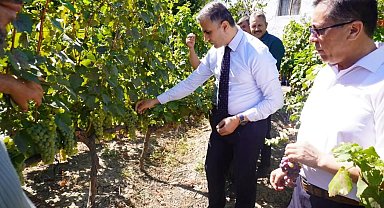 Osmancık karası üzümü tescillendi