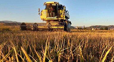 Osmancık'ın 'beyaz altını'nda hasat başladı: 20 bin dekar alanda üretim yapılıyor