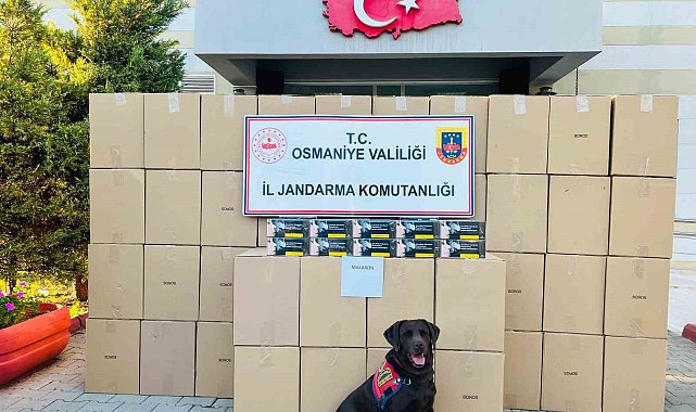 Osmaniye'de kaçak makaron operasyonunda 1 tutuklama