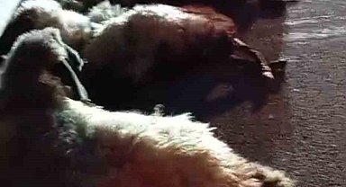 Otomobil sürüye çarptı, onlarca koyun telef oldu