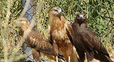 Özgürlük için gün sayıyorlar