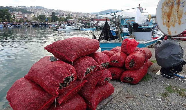 Palamut gibi onun da avı balıkçıları hüsrana uğrattı