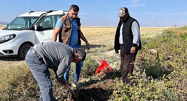 Patates hasadı öncesi inceleme yapıldı
