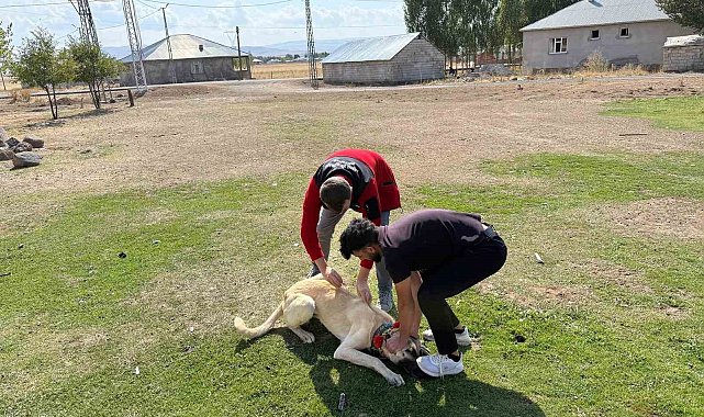 Patnos'ta köpeklere mikroçip ve kuduz aşısı uygulaması