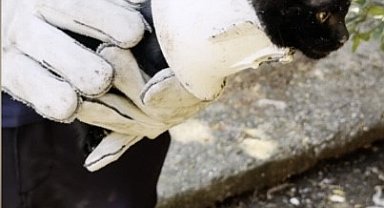 Plastik kapağa sıkışan yavru kedi kurtarıldı