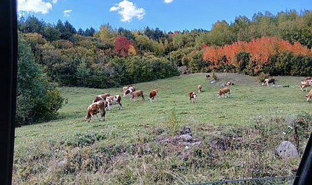 Posof'ta sonbahar güzelliği