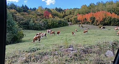 Posof'ta sonbahar güzelliği
