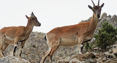 Pozantı'da yaban keçileri görüntülendi