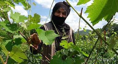 Prof. Dr. Gerçekcioğlu: "Meyveciliği örtü altına almalıyız"
