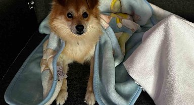 "Pablo"yu bulana 50 bin lira ödül verecekler