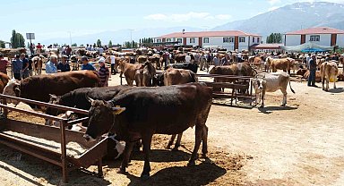 Refahiye'nin 34 köyünde şap karantinası