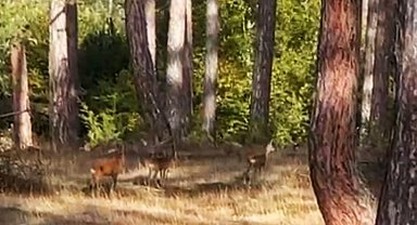 Safranbolu'da anne karaca ve yavruları görüntülendi