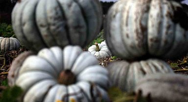 Sakarya'da 'Beyaz Elmas' tarlalarda parlamaya başladı