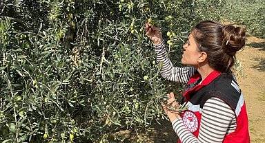 Salihli'de zeytin sineğine karşı acil uyarı