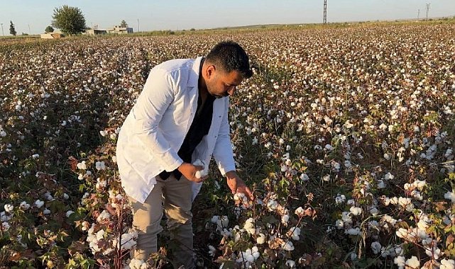 Şanlıurfa'da beyaz altın hasadı başladı