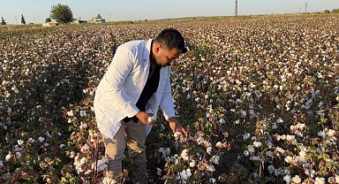 Şanlıurfa'da beyaz altın hasadı başladı